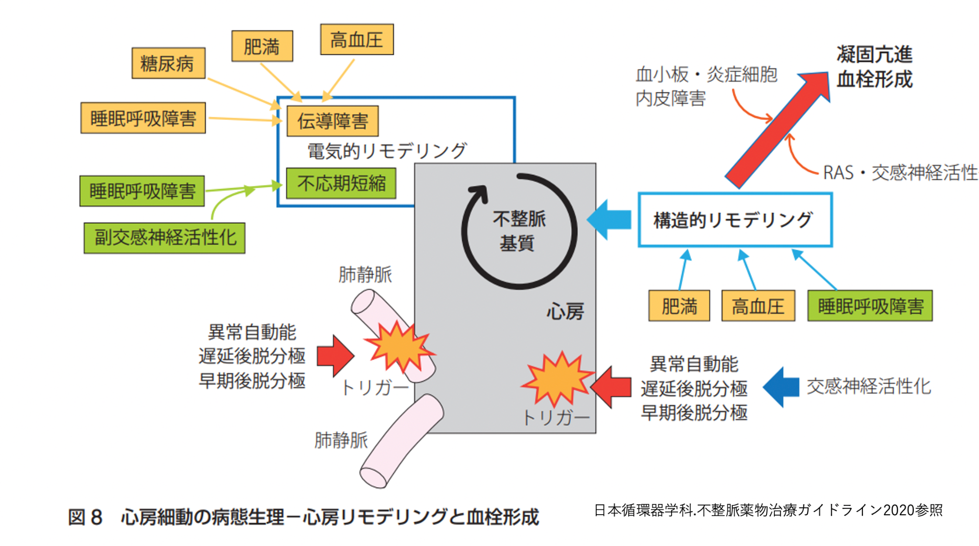 心房細胞の病態生理-心房リモデリングと血栓形成